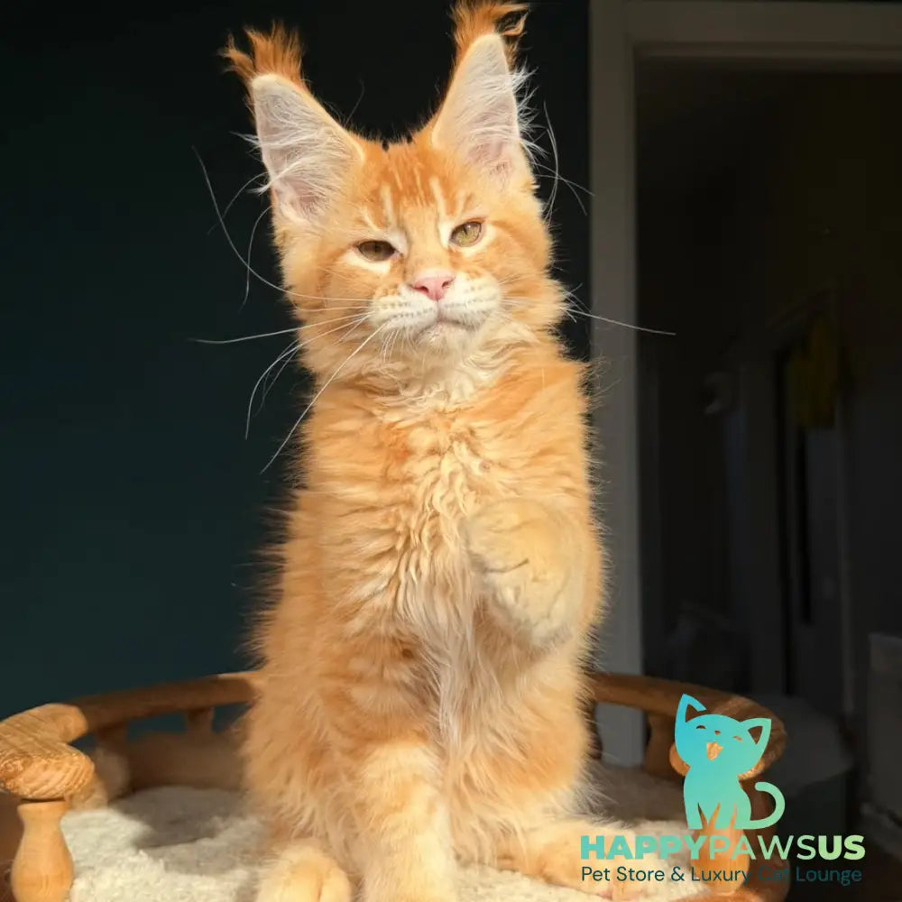 Xanter Maine Coon male red ticked tabby - live animals