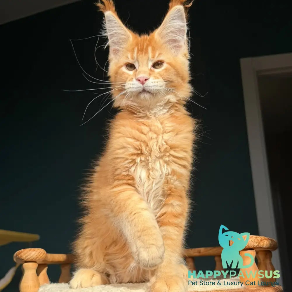 Xanter Maine Coon male red ticked tabby - live animals