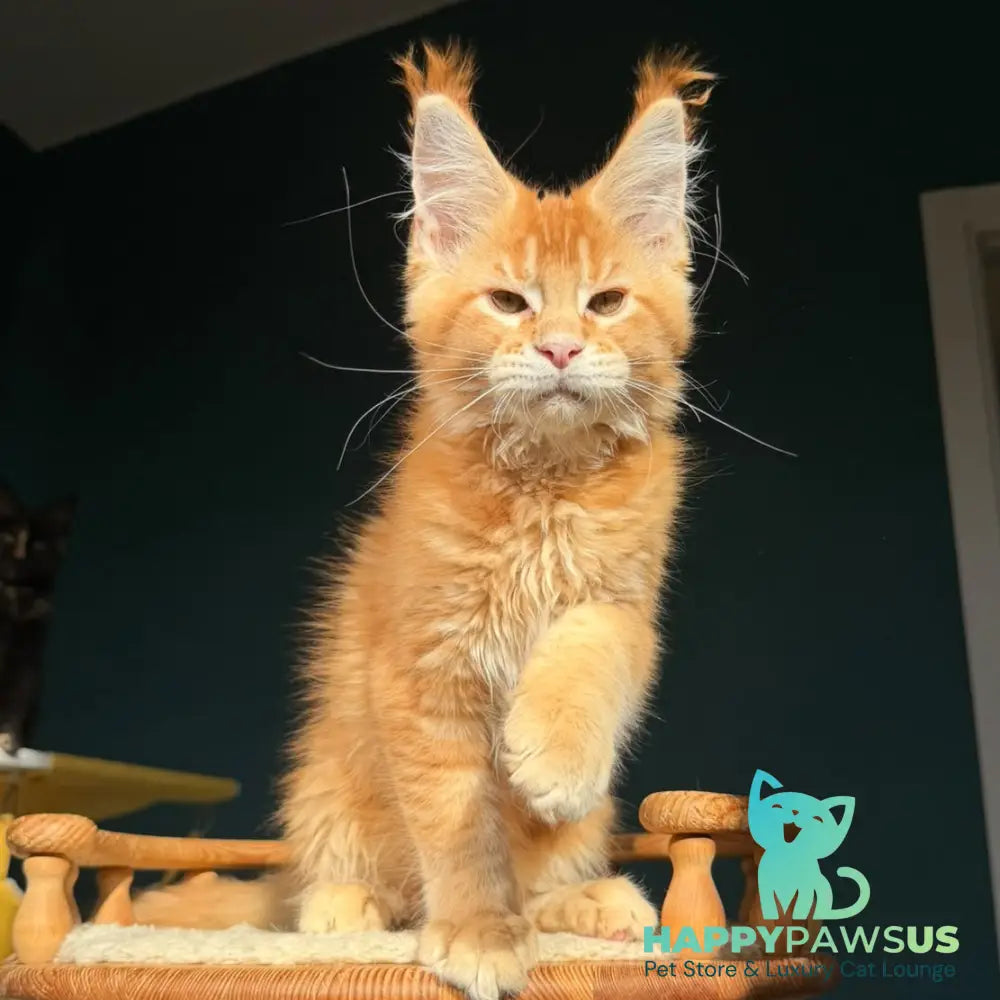 Xanter Maine Coon male red ticked tabby - live animals
