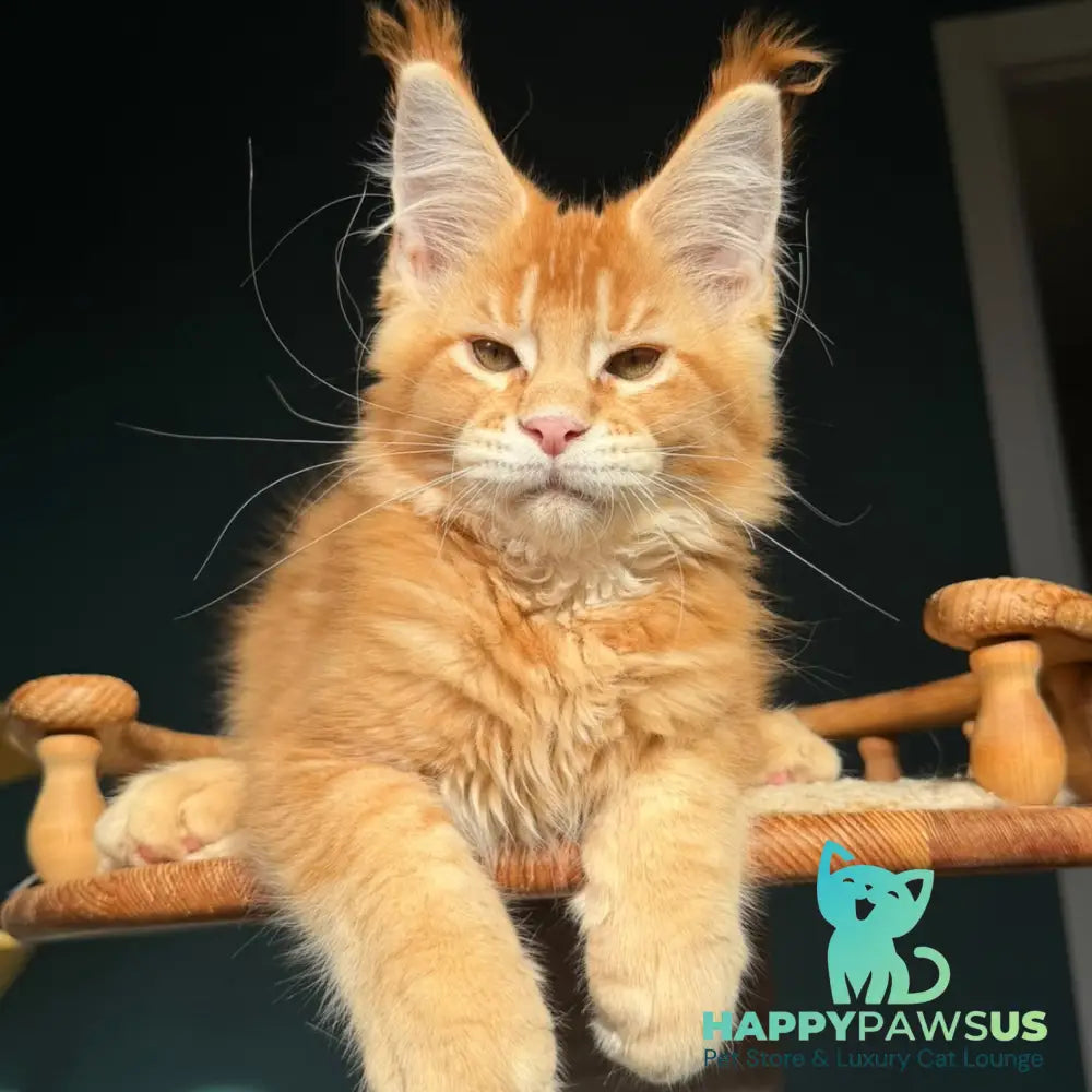 Xanter Maine Coon male red ticked tabby - live animals