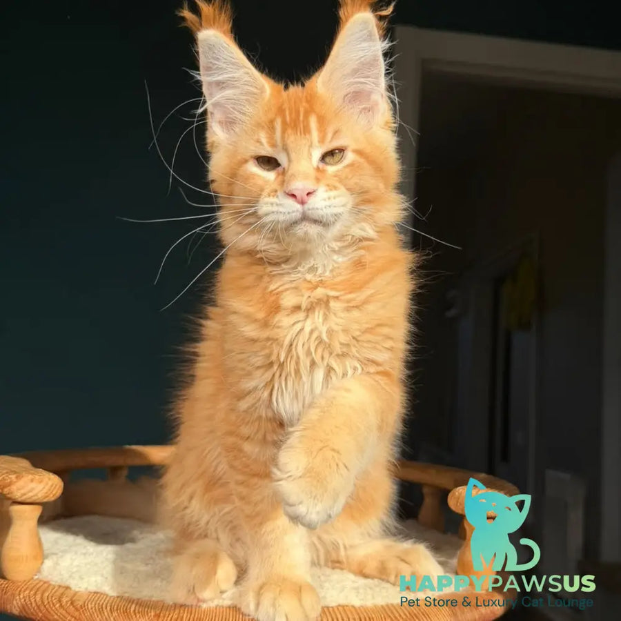 Xanter Maine Coon male red ticked tabby - live animals