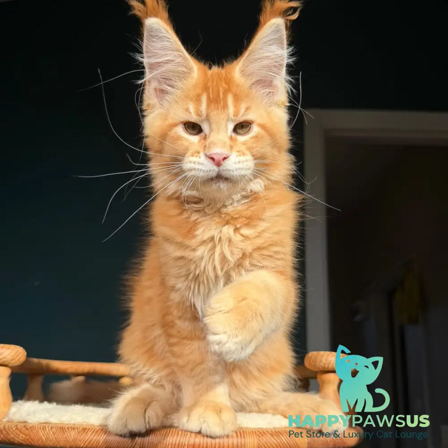 Xanter Maine Coon male red ticked tabby - live animals