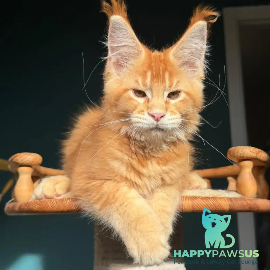 Xanter Maine Coon male red ticked tabby - live animals