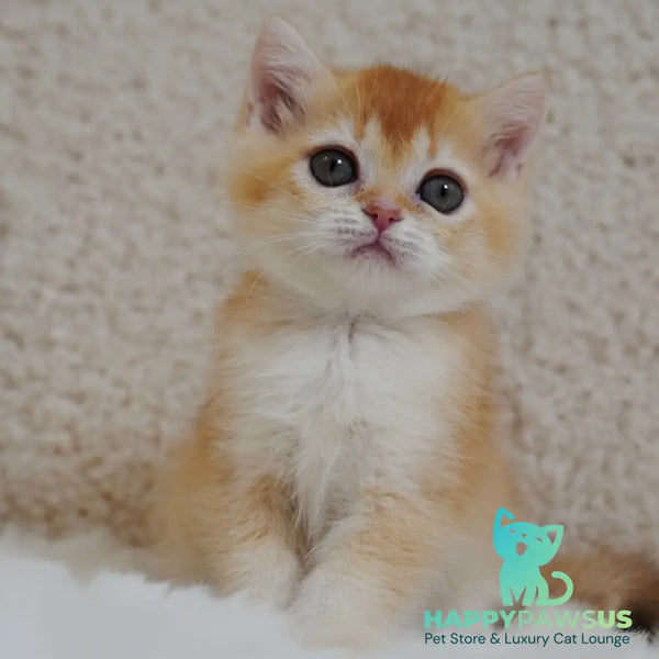 Xanthe British Shorthair female chocolate golden chinchilla - live animals
