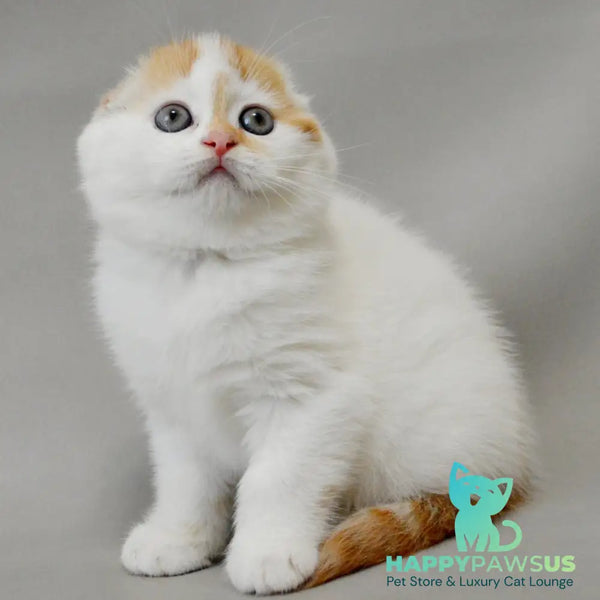 Xanthe Scottish Fold female red silver tabby van - live animals