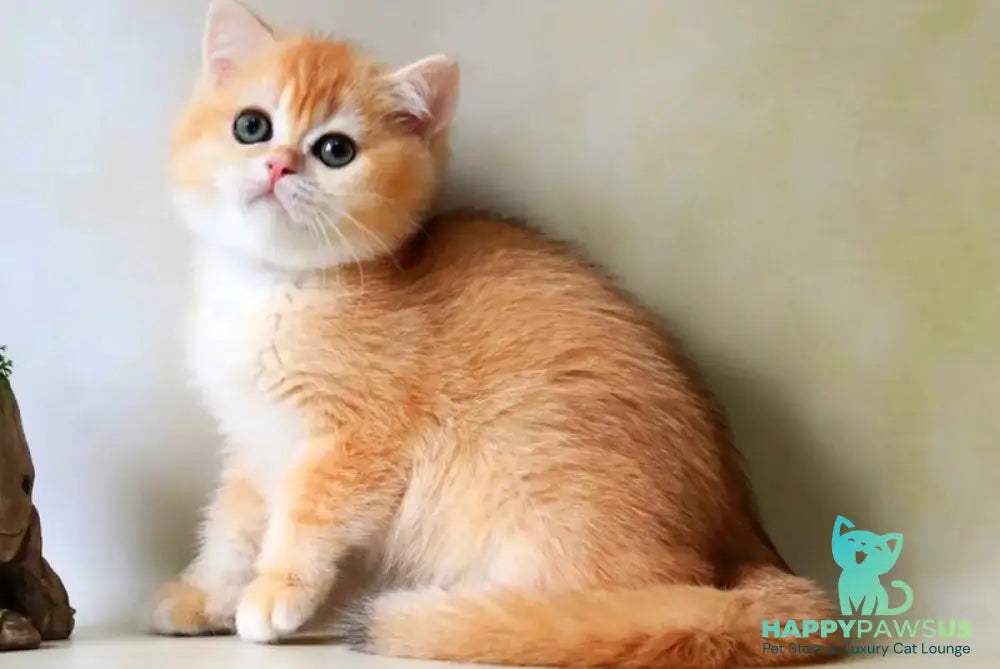 Xanthi British Shorthair female black golden chinchilla - live animals