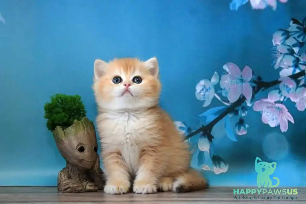 Xanthi British Shorthair female black golden chinchilla - live animals