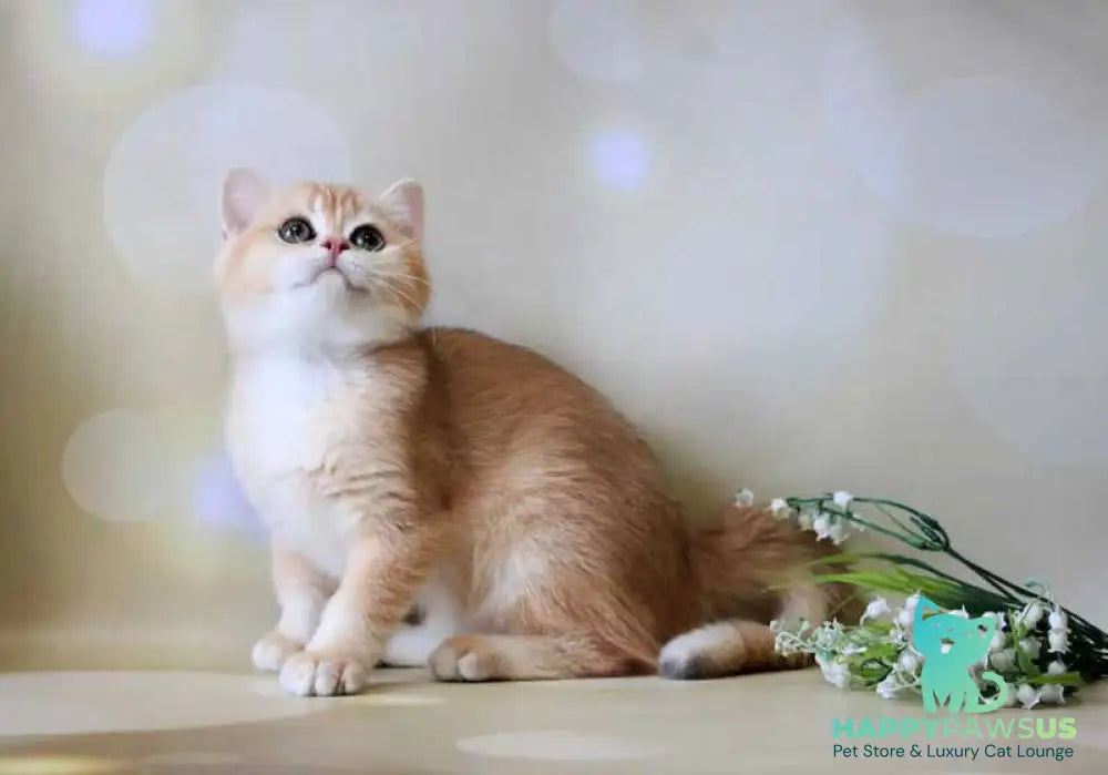Xanthi British Shorthair female black golden chinchilla - live animals