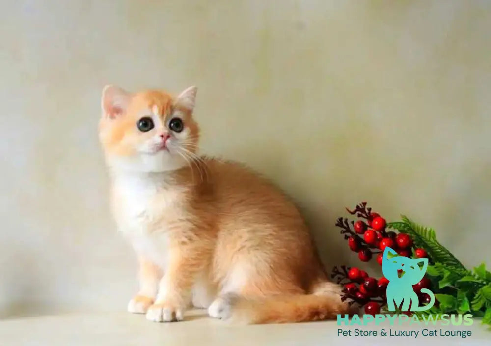 Xanthi British Shorthair female black golden chinchilla - live animals