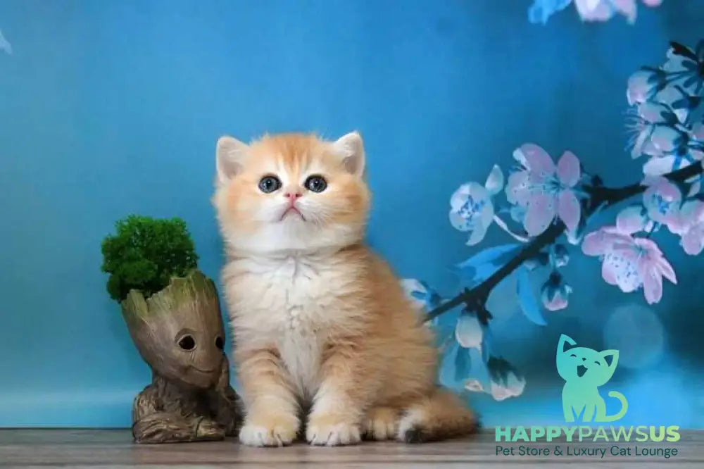 Xanthi British Shorthair female black golden chinchilla - live animals