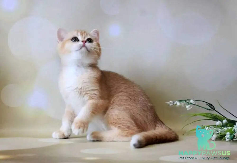 Xanthi British Shorthair female black golden chinchilla - live animals