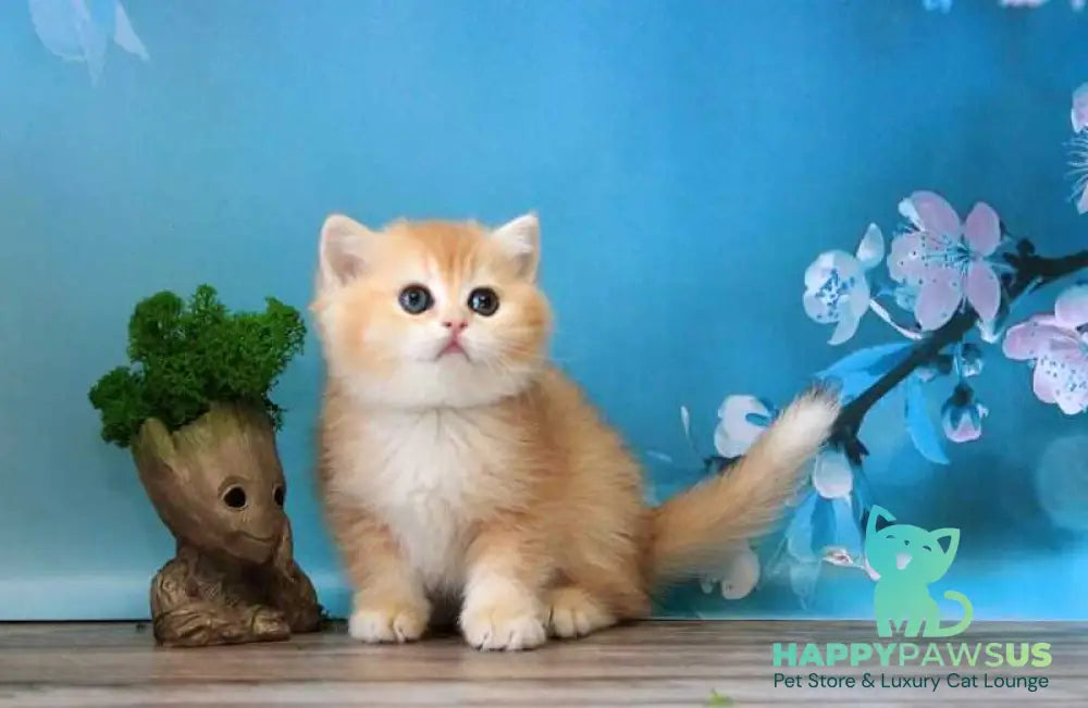 Xanthi British Shorthair female black golden chinchilla - live animals