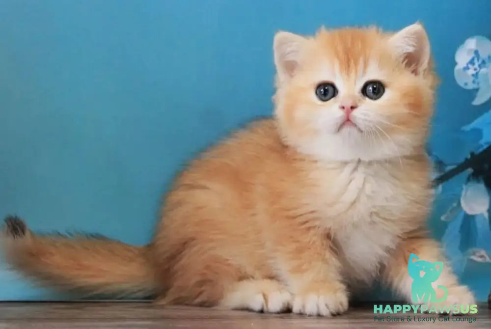 Xanthi British Shorthair female black golden chinchilla - live animals