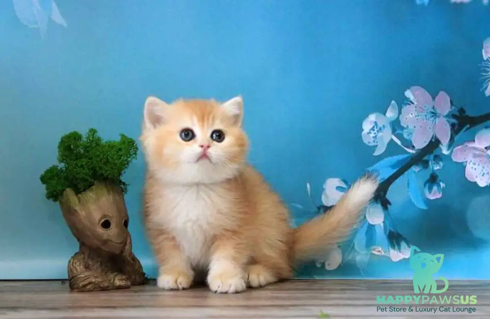Xanthi British Shorthair female black golden chinchilla - live animals