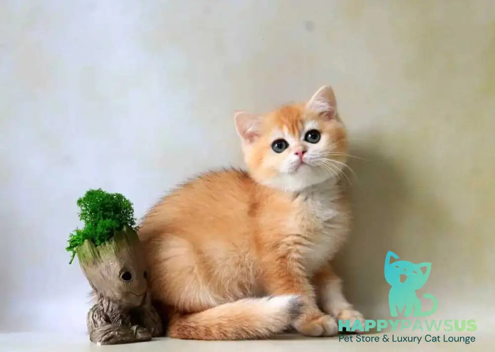 Xanthi British Shorthair female black golden chinchilla - live animals
