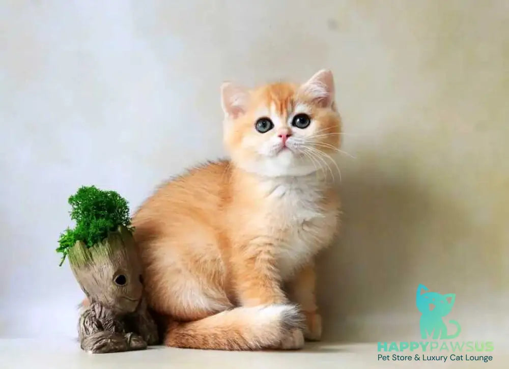 Xanthi British Shorthair female black golden chinchilla - live animals