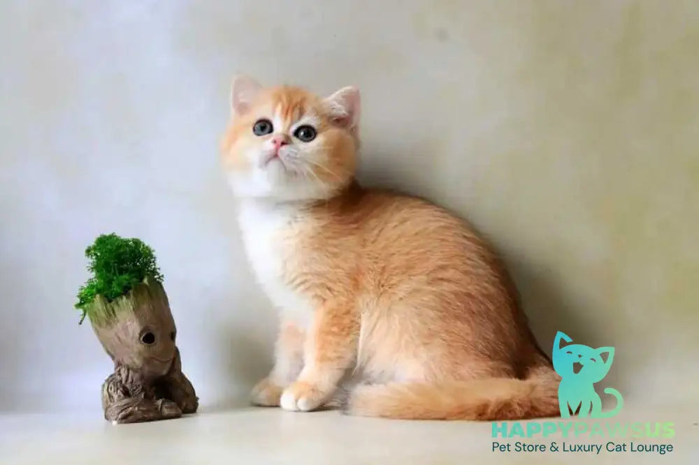 Xanthi British Shorthair female black golden chinchilla - live animals