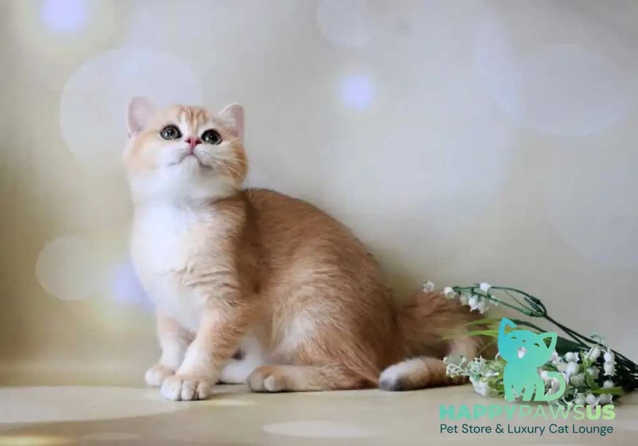 Xanthi British Shorthair female black golden chinchilla - live animals