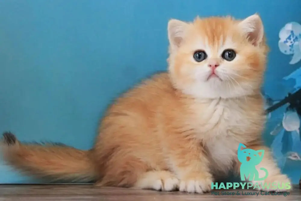 Xanthi British Shorthair female black golden chinchilla - live animals