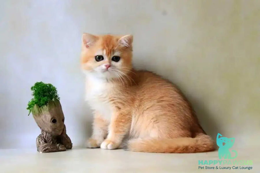 Xanthi British Shorthair female black golden chinchilla - live animals