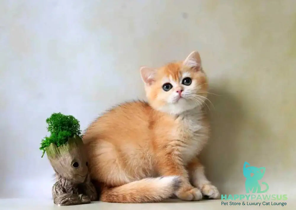 Xanthi British Shorthair female black golden chinchilla - live animals