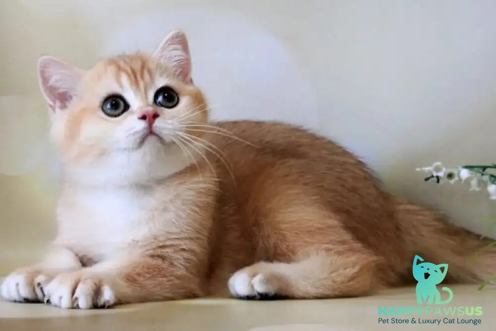 Xanthi British Shorthair female black golden chinchilla - live animals