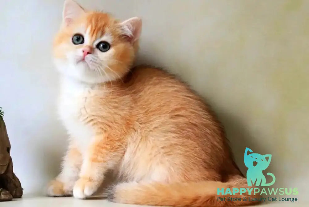Xanthi British Shorthair female black golden chinchilla - live animals