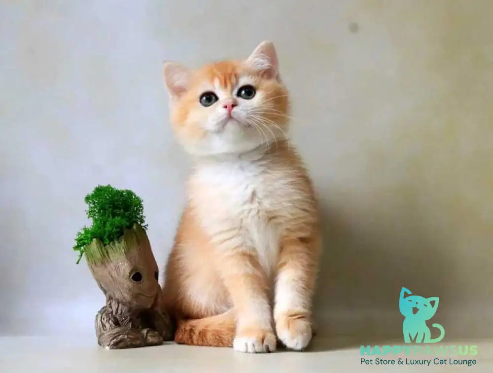 Xanthi British Shorthair female black golden chinchilla - live animals