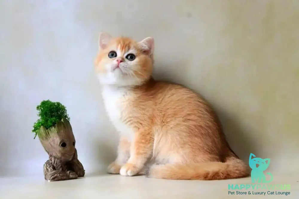 Xanthi British Shorthair female black golden chinchilla - live animals