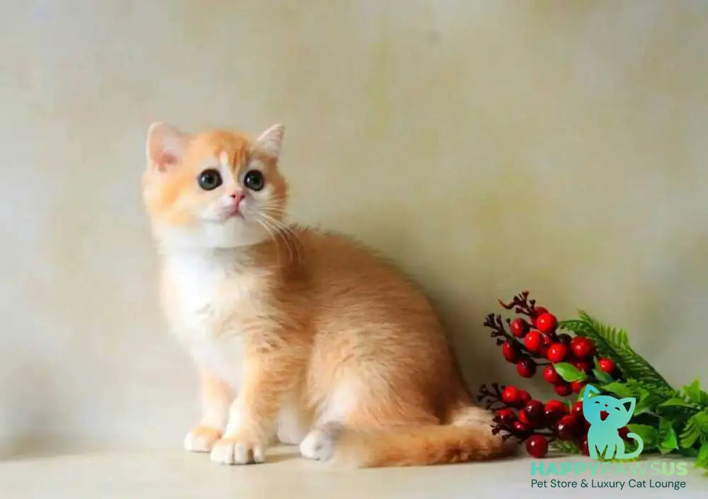 Xanthi British Shorthair female black golden chinchilla - live animals