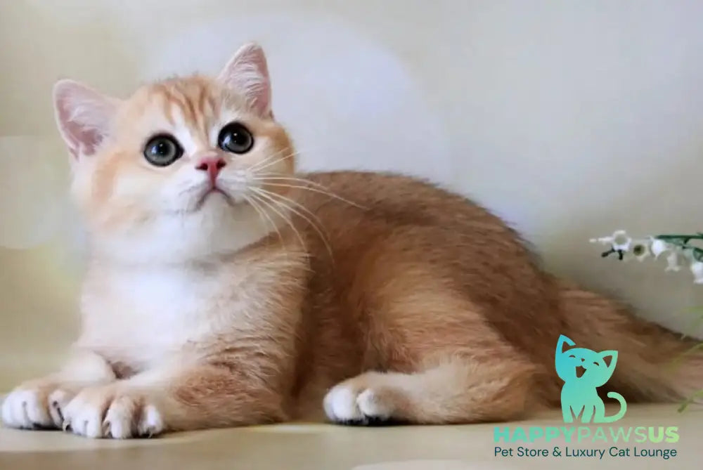 Xanthi British Shorthair female black golden chinchilla - live animals