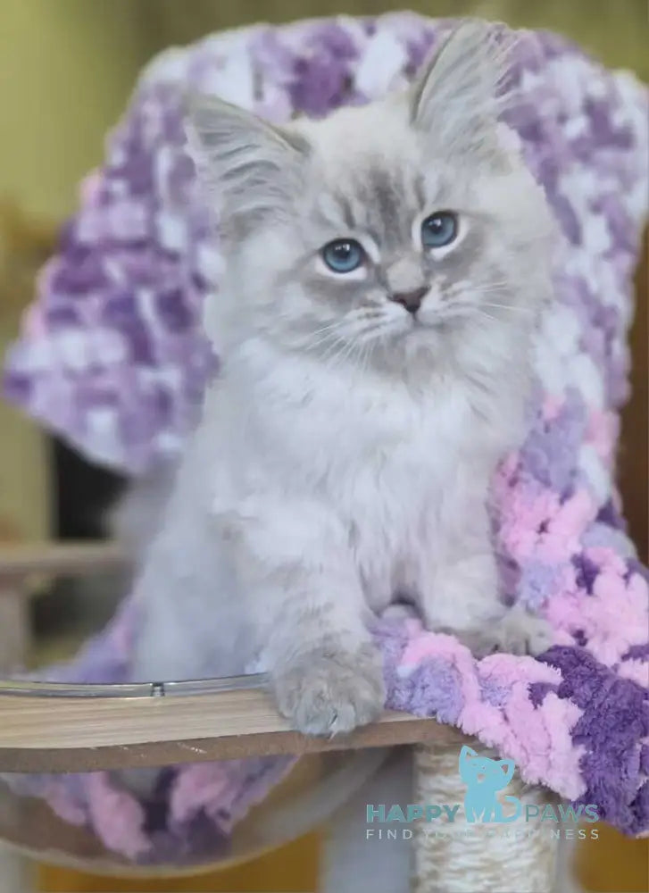 Xanthi Siberian male blue tabby pointed live animals