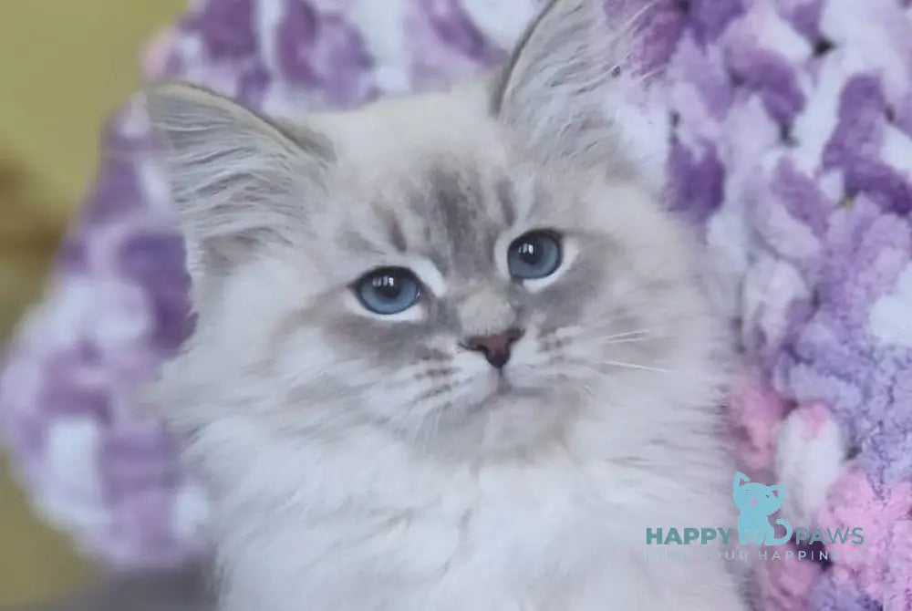 Xanthi Siberian male blue tabby pointed live animals