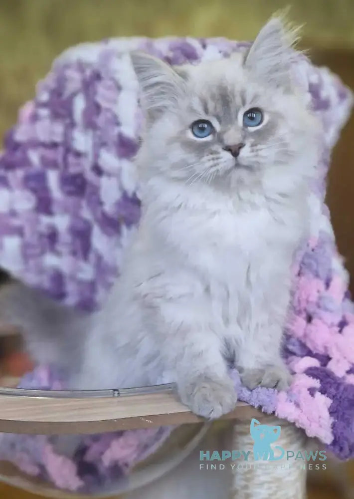 Xanthi Siberian male blue tabby pointed live animals