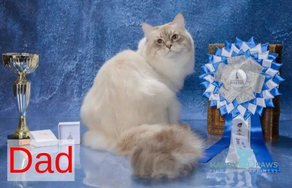 Xanthi Siberian male blue tabby pointed live animals