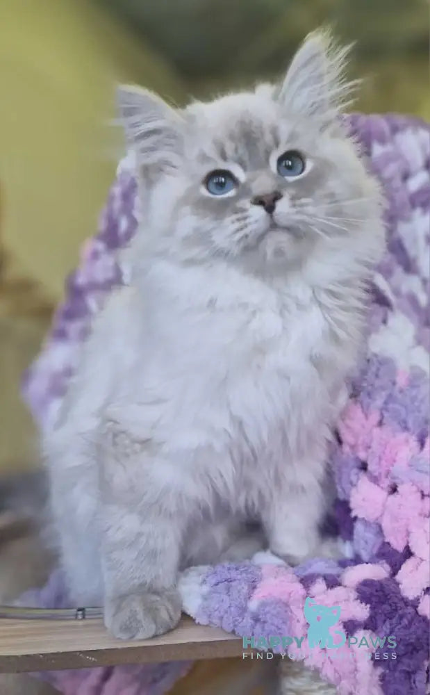 Xanthi Siberian male blue tabby pointed live animals