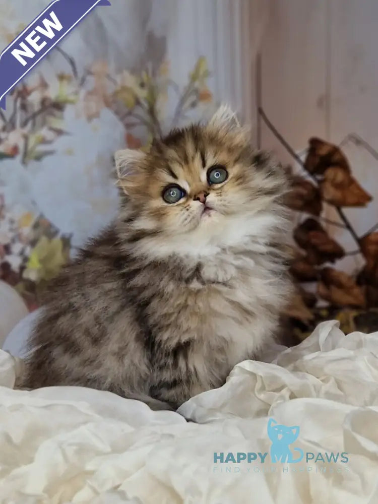 Xanti British Longhair female black spotted tabby live animals
