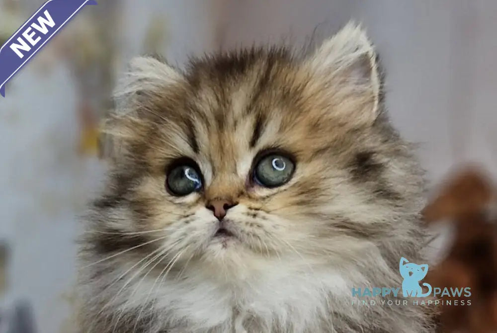 Xanti British Longhair female black spotted tabby live animals