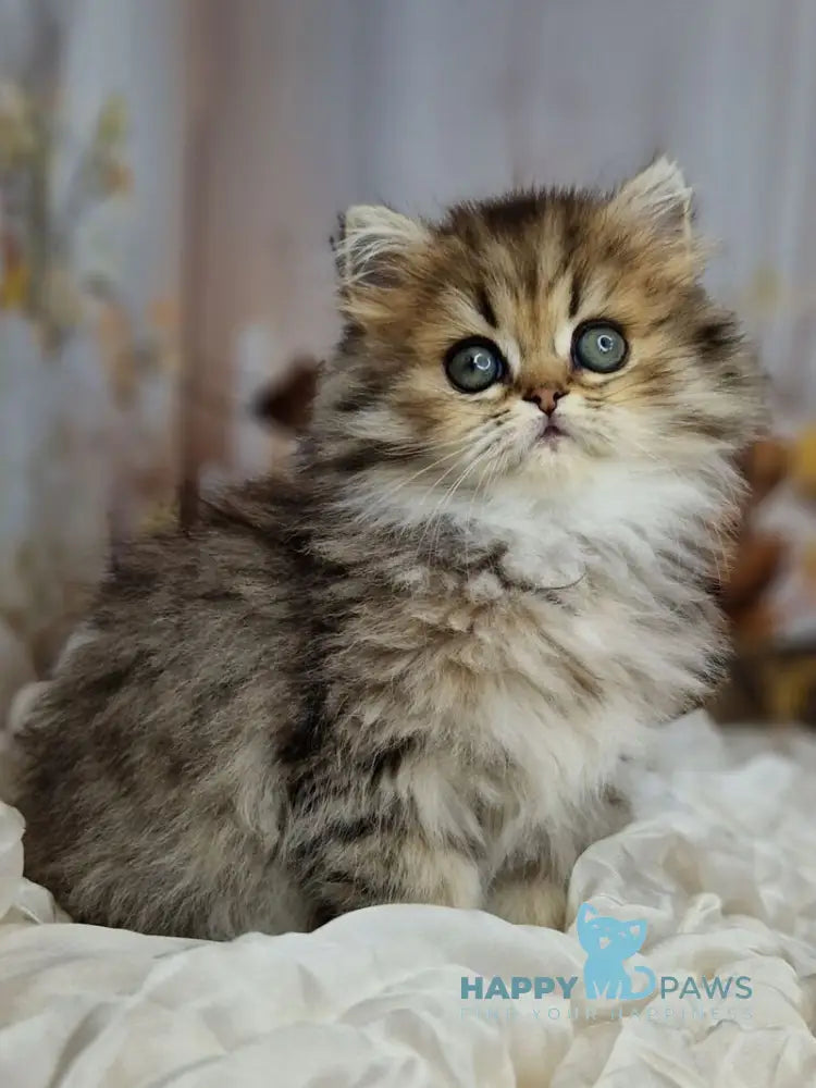 Xanti British Longhair female black spotted tabby live animals