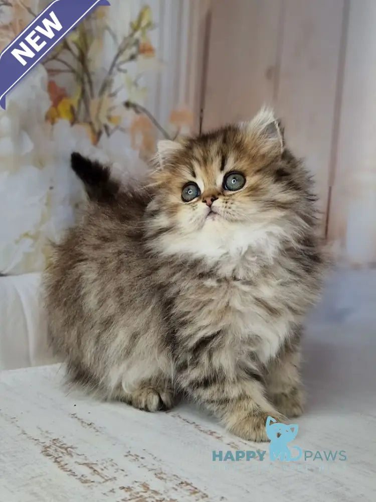 Xanti British Longhair female black spotted tabby live animals