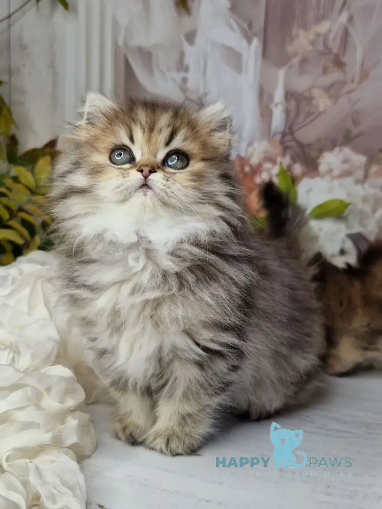 Xanti British Longhair female black spotted tabby live animals