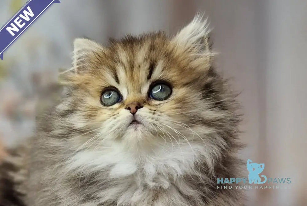 Xanti British Longhair female black spotted tabby live animals