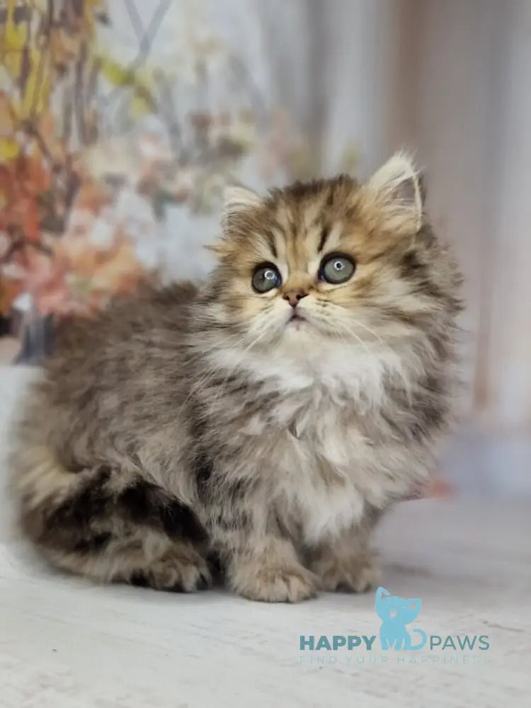 Xanti British Longhair female black spotted tabby live animals