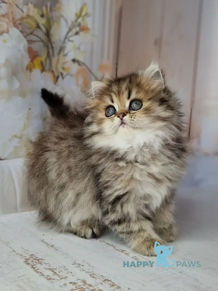 Xanti British Longhair female black spotted tabby live animals
