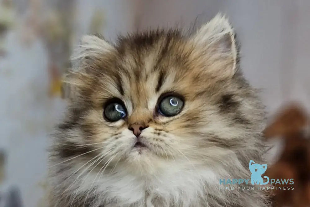 Xanti British Longhair female black spotted tabby live animals
