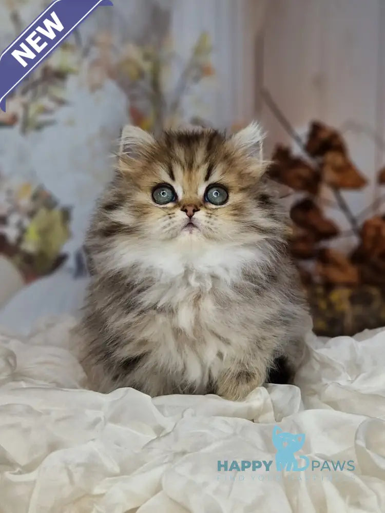 Xanti British Longhair female black spotted tabby live animals