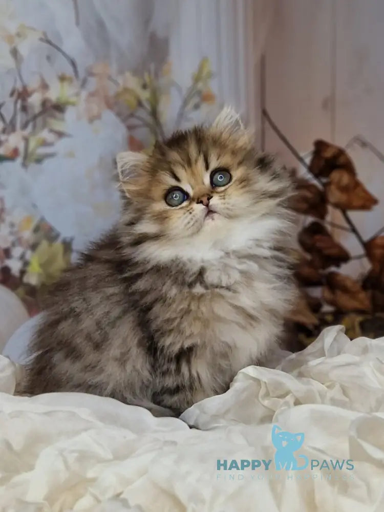 Xanti British Longhair female black spotted tabby live animals