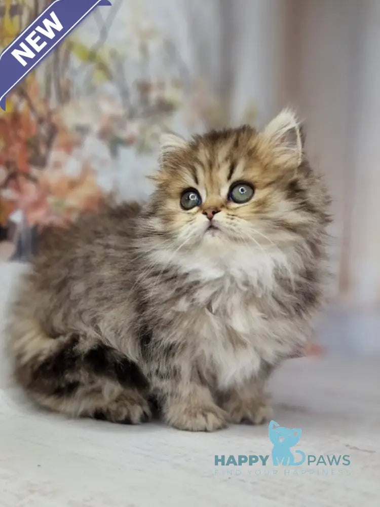 Xanti British Longhair female black spotted tabby live animals