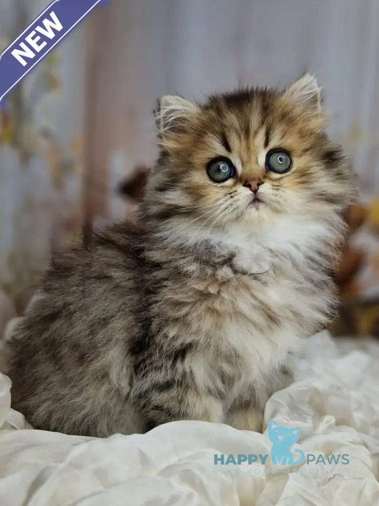 Xanti British Longhair female black spotted tabby live animals