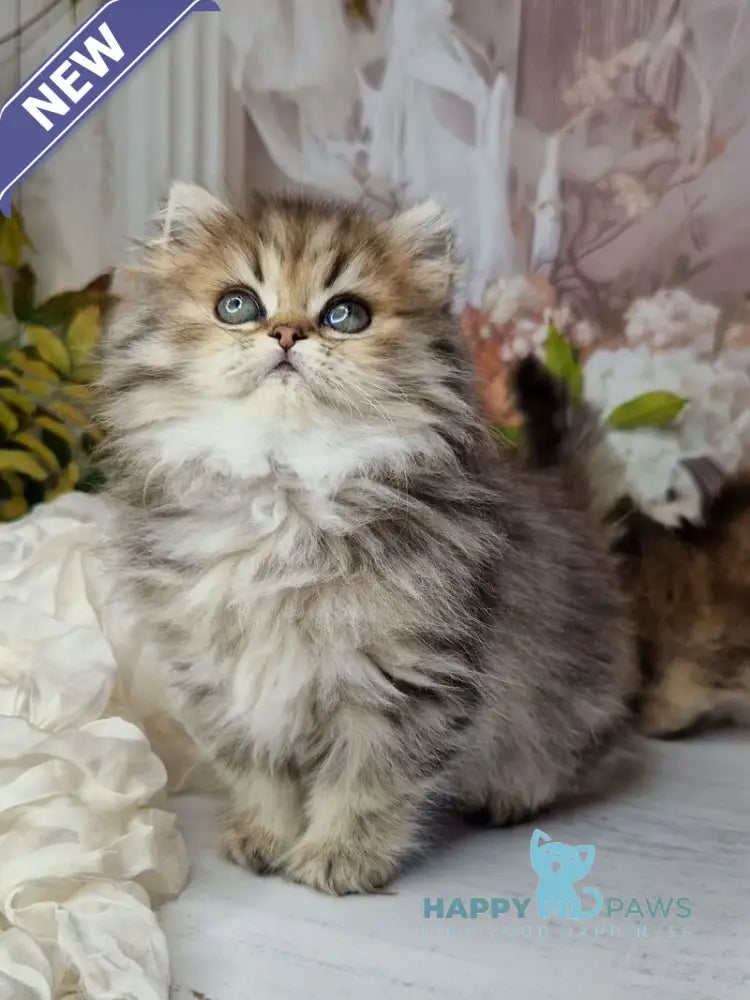Xanti British Longhair female black spotted tabby live animals